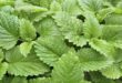 lemon balm leaves for making tea