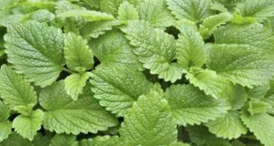 lemon balm leaves for making tea